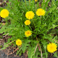 DANDELION VERT DE MONTMAGNY SEEDS